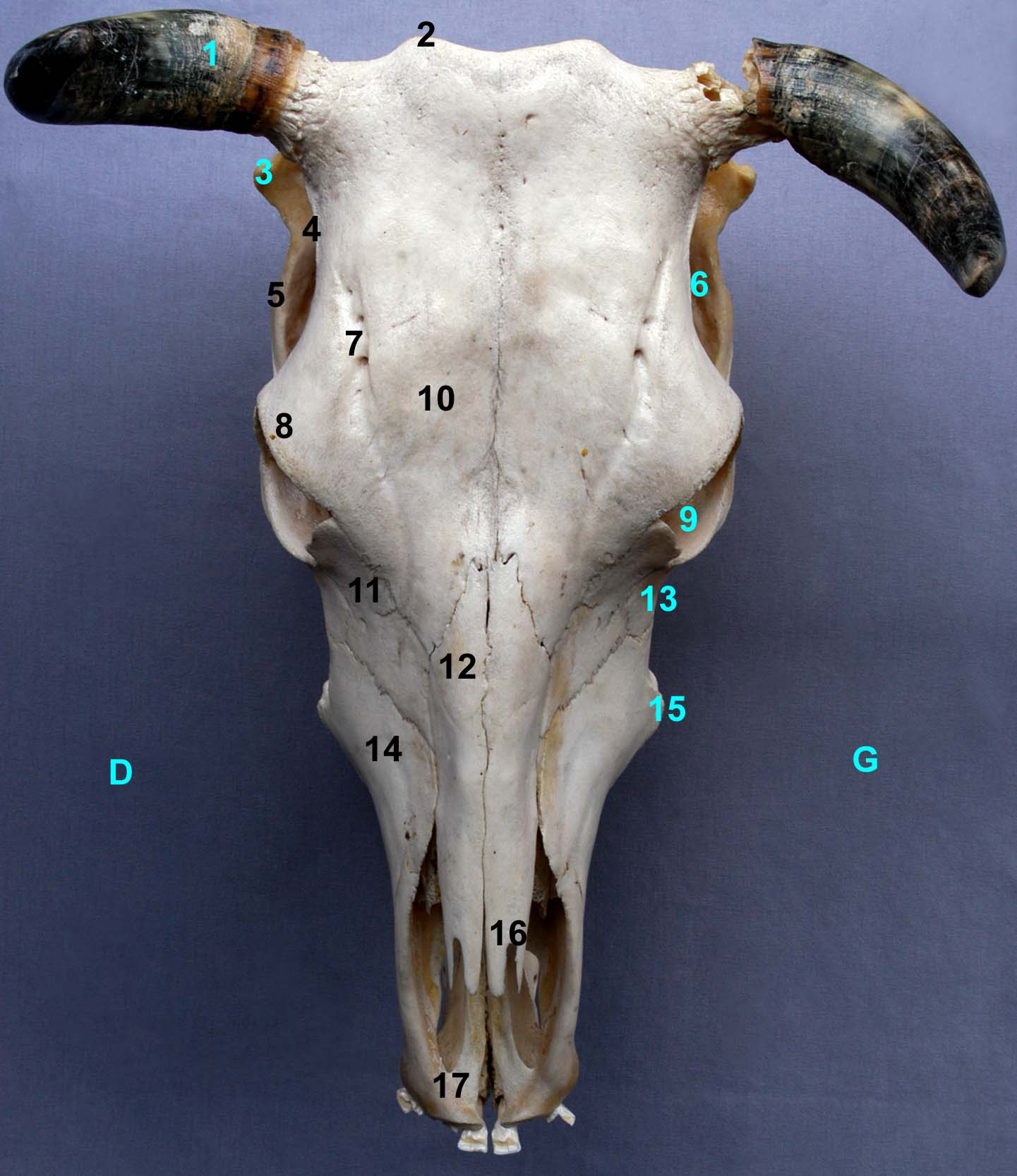 tête osseuse de bovin vue frontale