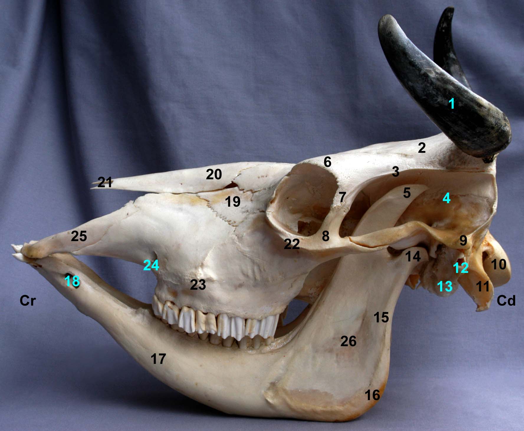 tête osseuse et mandibules de bovin vue latérale