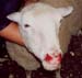 Oestrose S pochon 02