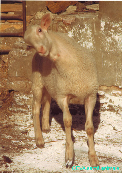 cenurose ceva0001