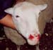 Oestrose S pochon 02