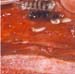 oestrose ceva0003
