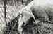 mouton enrage 2
