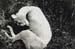 mouton enrage 3