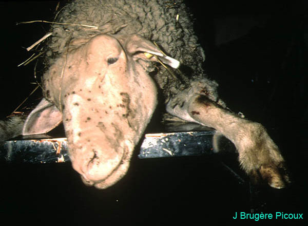 Tremblante Mouton 01 jbp