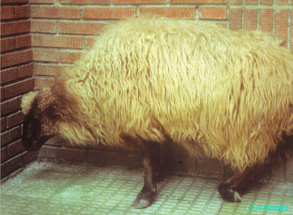 visna ceva0001