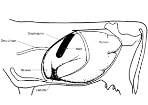 EstomacsLatG