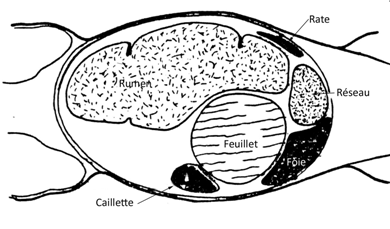 EstomacsVueVentrale