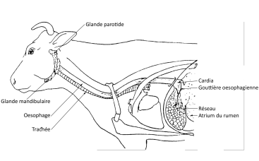 oesophage