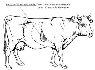 explorationfeuillet