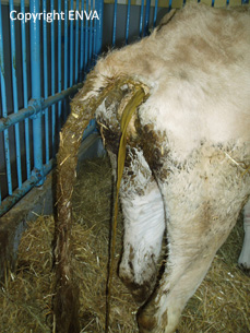 paratubdiarrhee