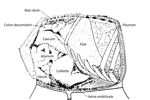 topogveaudroite