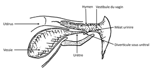 Femelle vue longitudinale