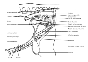 Appareil urogenital du male