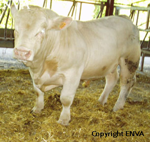 taureau charolais
