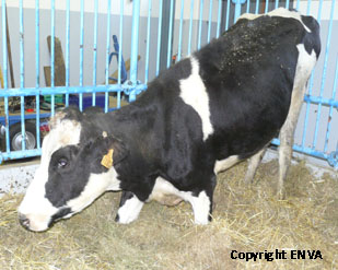 vache qui se relve avec un long agenouillement