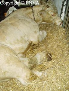 arthrite boulet vache