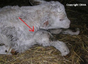 arthrite veau anterieur