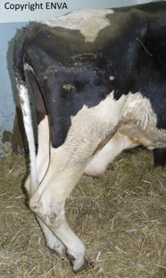  vache en parsie spastique