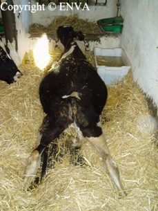 vache couche en grenouille