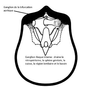 palpation des ganglions par voie transrectale