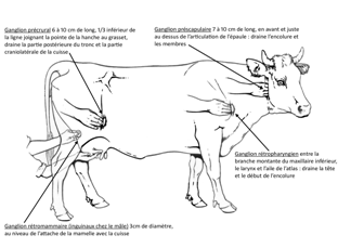 palpation des ganglions de l'encolure et de l'abdomen