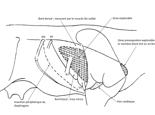 Projection droite des poumons