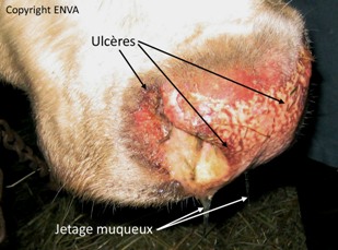 jetage ulcere mufle