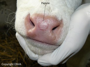 stomatite papuleuse