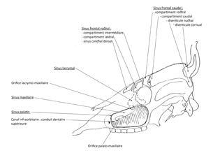 Sinus vue latrale