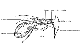 Femelle vue longitudinale