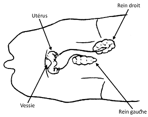 reinsvueventrale