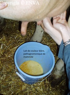 lait de mammite