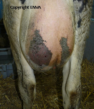 vache prsentant une mammite gangreneuse