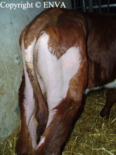 Veau ayant une alopcie