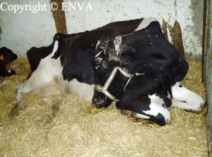 Vache en automauscultation