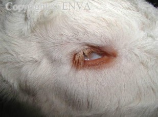 veau en enophtalmie