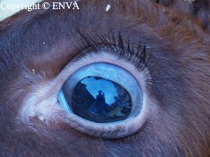 veau en exophtalmie