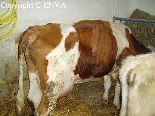 vache voussee