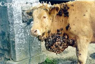 Vache verrues