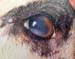 lesion_oeil_agalaxie_contagieuse_ov_1_ceva