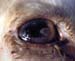 lesion_oeil_agalaxie_contagieuse_ov_2_ceva