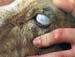 lesion_oeil_agalaxie_contagieuse_ov_3_ceva