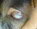 mycoplasmose_caprin2