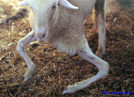 arthrogrypose_ceva