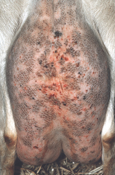 Carcinome cellulaire squameux de la chèvre JM.G. 02