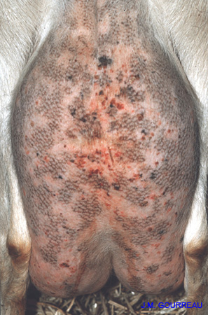 Carcinome cellulaire squameux de la chèvre JM.G. 02