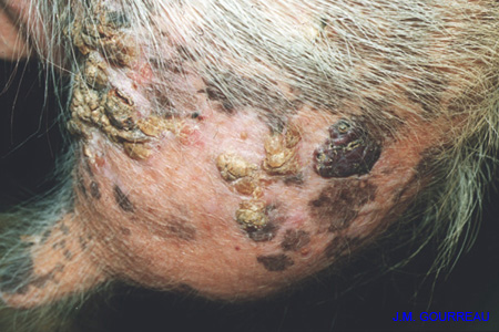 Carcinome cellulaire squameux de la chèvre JM.G. 03