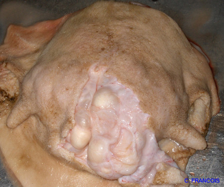 kystes_lactes_découverts_ov
