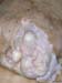 kystes_lactes_découverts_grosplan_ov
